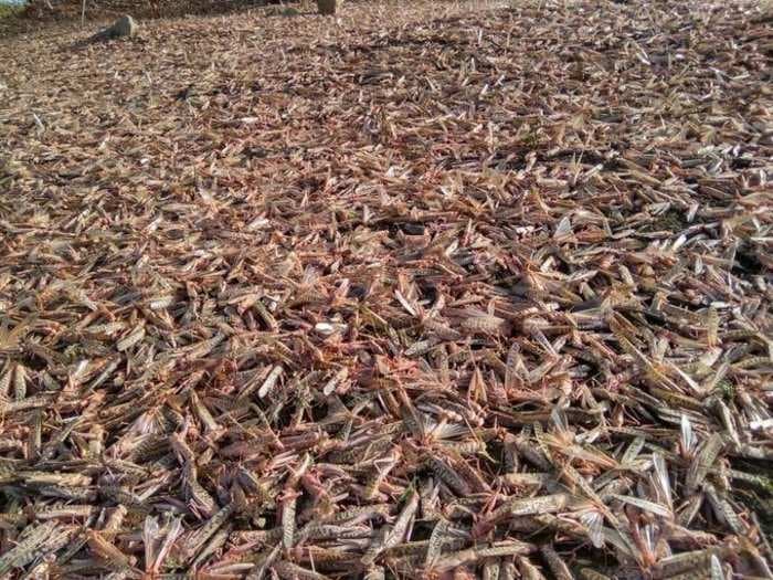 Locust attacks may come to New Delhi — these 15 pictures show how they have already wreaked havoc in other parts of India