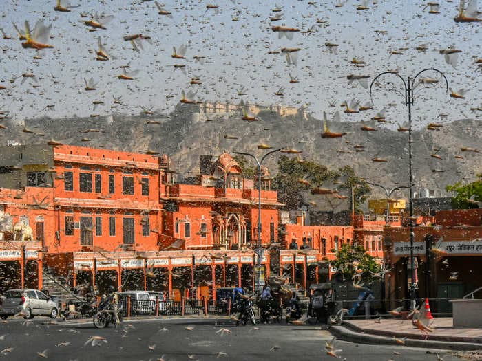 Locust swarms are turning into a diplomatic issue between India and Pakistan