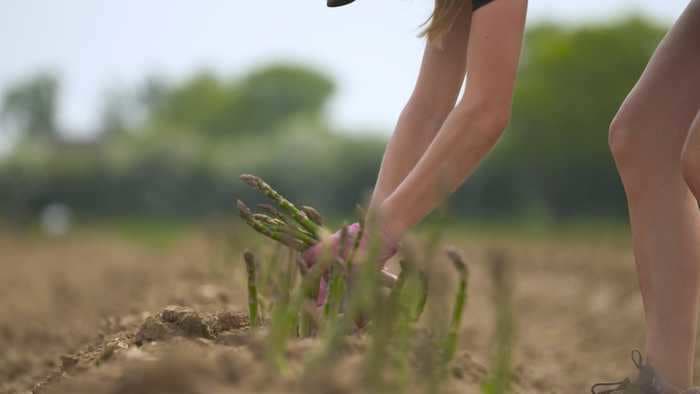 Volunteer farmers in the UK are working overtime to save millions of tons of produce from going to waste