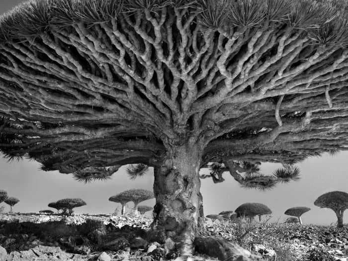 12 beautiful photos of the world's oldest and most majestic trees