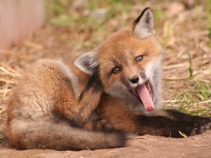 Foxes in cities are evolving to have smaller faces and skulls — similar to the way dogs and cats changed as they became domesticated