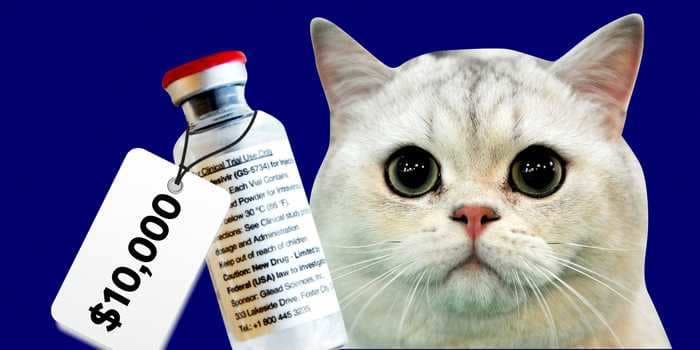 People are paying as much as $10,000 for an unlicensed remdesivir variant for their cats, in a thriving black market linked to Facebook groups