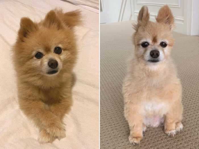 9 times at-home dog grooming resulted in hilarious haircut fails