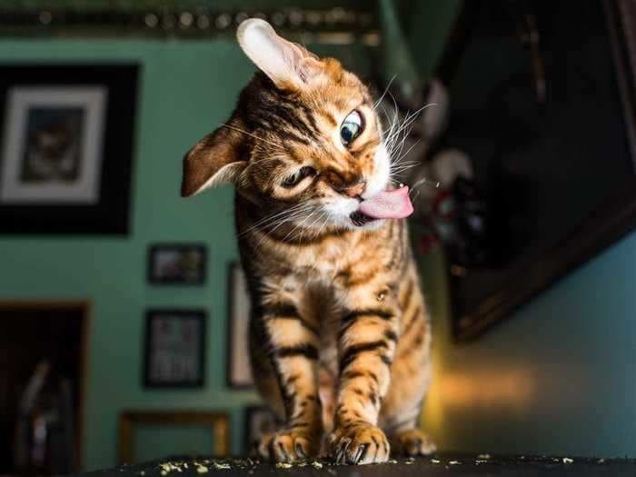 A photographer captures cats enjoying catnip, and the pictures will make you laugh out loud