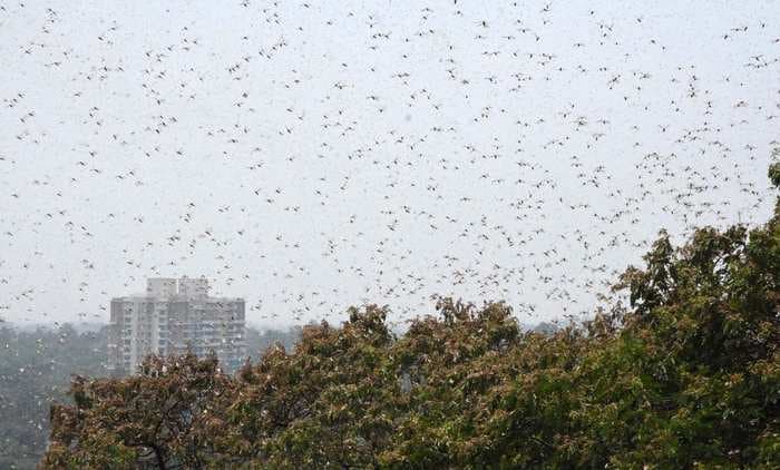 Swarms of locusts blanket India’s national capital region — pilots and airlines alerted ahead