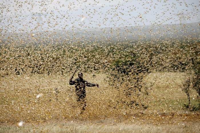 Swarms of locusts reach Uttar Pradesh, several districts put on alert