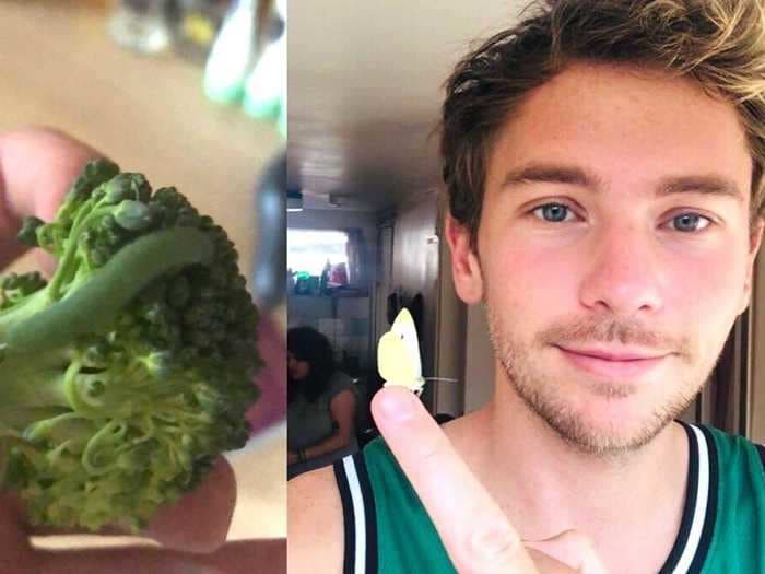 A man opened a bag of broccoli to find 7 caterpillars inside, and kept them as pets until they transformed into butterflies