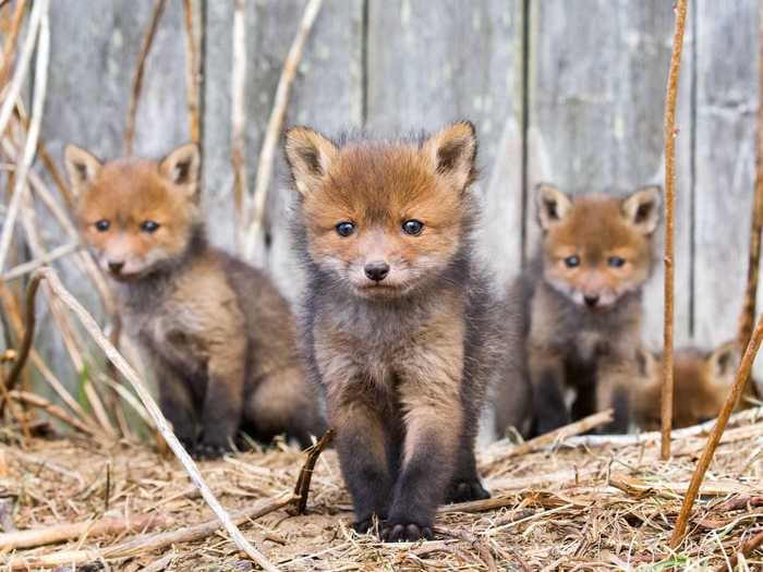 A nature photographer captures foxes, otters, and other baby animals in their natural habitats