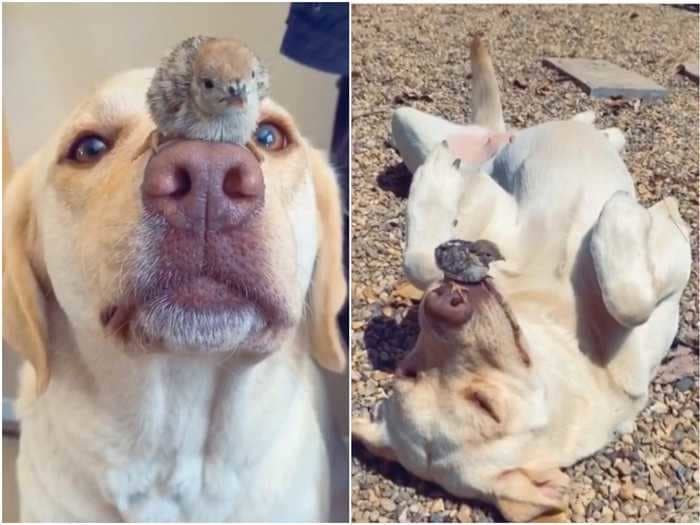 A labrador and a group of abandoned chicks have become best friends, and the video of them hanging out is adorable