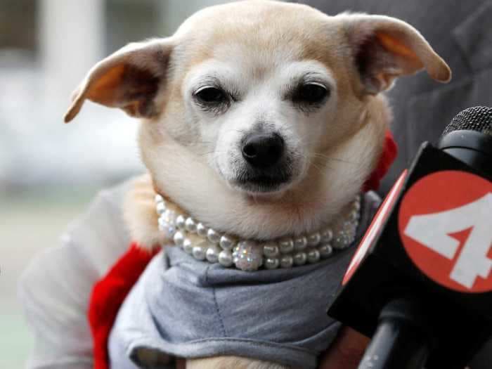 Reliable, friendly, and masters of one-way communication: Meet the dog mayors of America