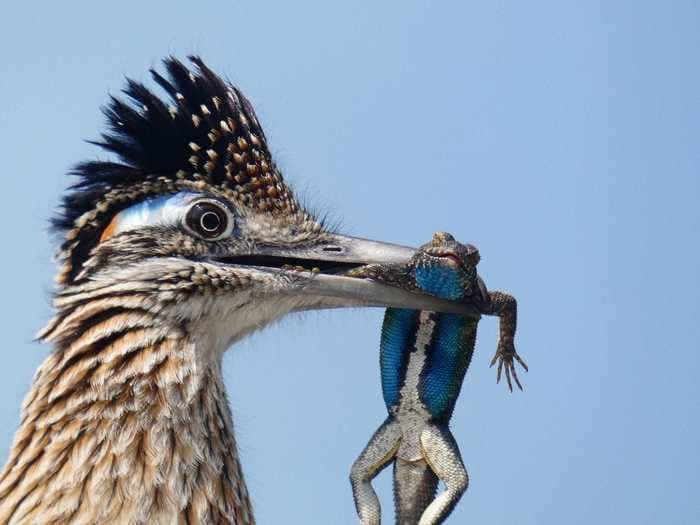 10 award-winning wildlife photos give a rare look at birds around the world