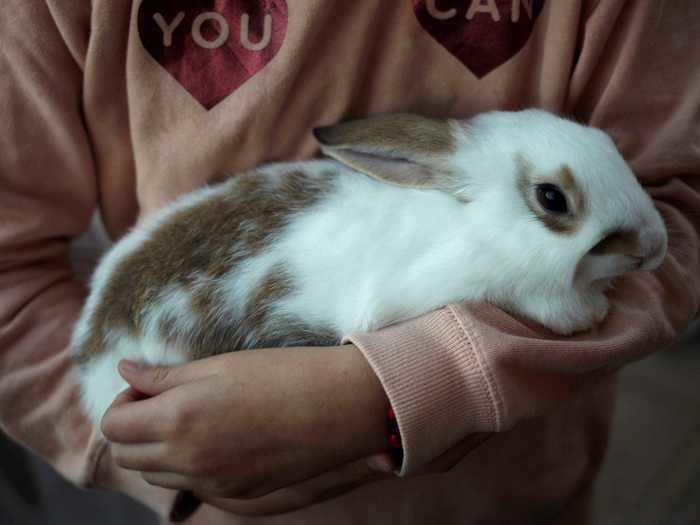 Veterinarians answer 12 questions about rabbits that you've always wanted to ask