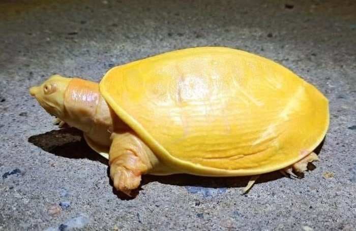 A rare yellow turtle with pink eyes was spotted and rescued in Odisha's Balasore