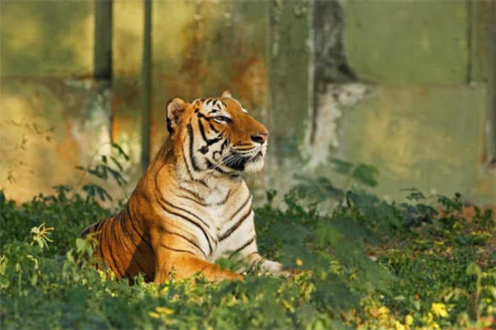 India's tiger population has nearly doubled in 12 years