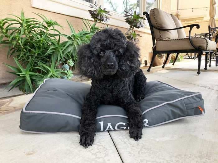 I tried Wisdom Panel's dog DNA test with my miniature poodle, and the results gave me peace of mind