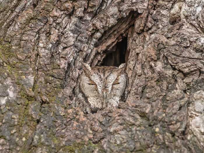 Today is International Owl Awareness Day — see if you can spot the camouflaged owls in these 10 photos