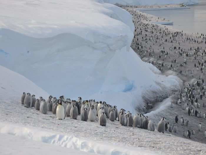 Satellite images spot 11 new penguin colonies in Antarctica but global warming could soon wipe them out