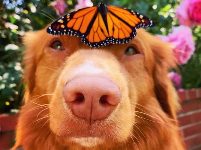 A dog befriended the butterflies in his owner's garden, and their photos together will melt your heart