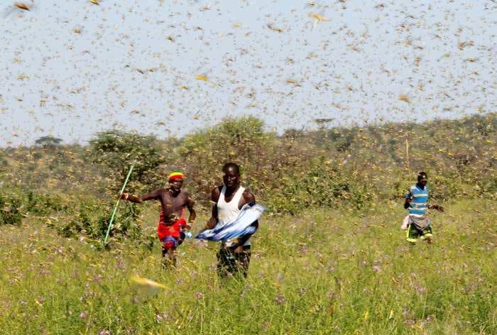 Scientists have identified the scent that makes some locusts swarm. They could use the pheromone to trap and kill the insects.