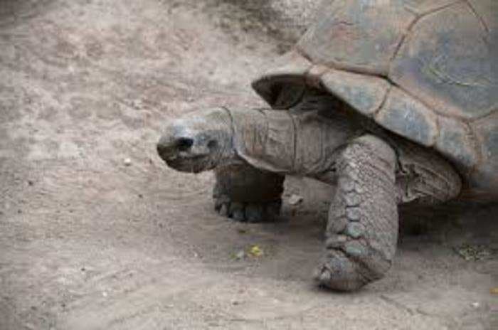 Over 500 tortoises were recovered from a vehicle during a checking in UP