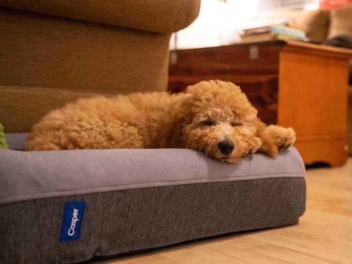 The best dog beds