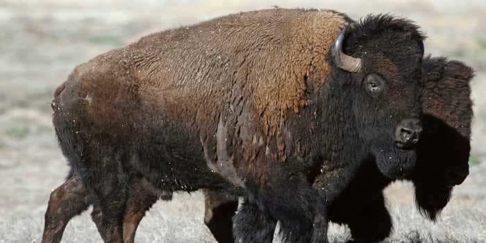 A bison dragged a woman off a road in a South Dakota state park after she got too close to the animal's calf while taking pictures