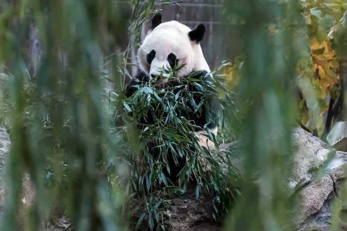 Mei Xiang, the National Zoo's female giant panda, is very pregnant and her cub could come as soon as this weekend