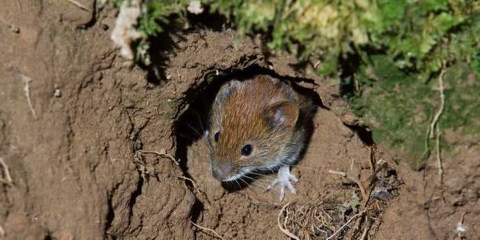 A vast plague of field mice in Germany is devouring crops on a massive scale