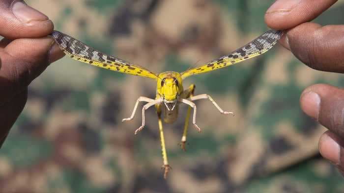 A swarm of locusts of biblical proportions is threatening the food supply of 20 million people in East Africa