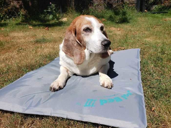 The best cooling mats and pads for dogs