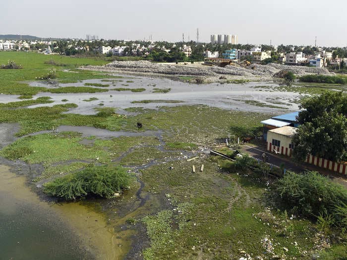 Cognizant says it will spend ₹2.7 crore to restore one of India's last natural marshlands in Chennai