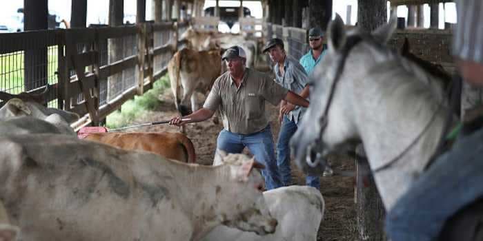 The mosquito population in southwest Louisiana is so big after Hurricane Laura that swarms of them are killing cows and horses