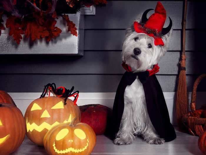 15 unique dog and cat costumes for Halloween, plus how to get your pet to actually wear it