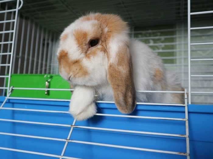 Veterinarians share 11 things you should never do to a rabbit