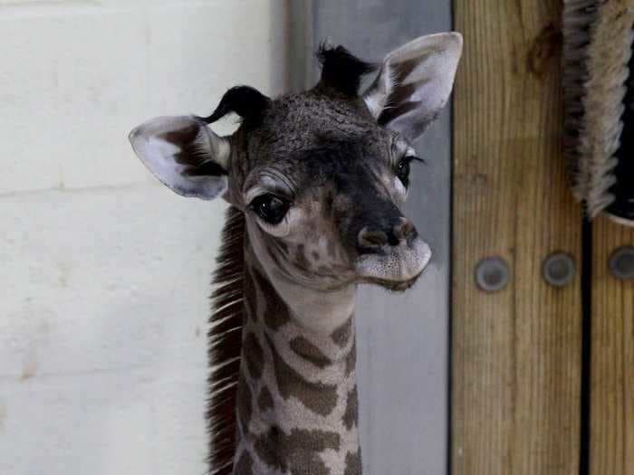 A baby giraffe was born at Disney's Animal Kingdom, and it's already more than 6 feet tall