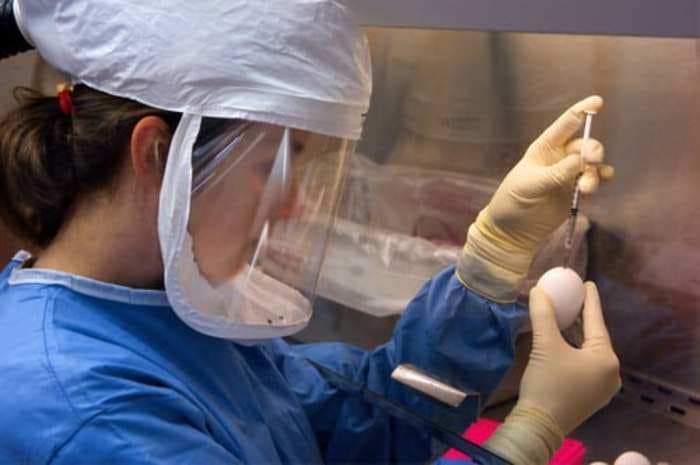 ICMR now flags chances of Chinese 'Cat Que Virus' in India