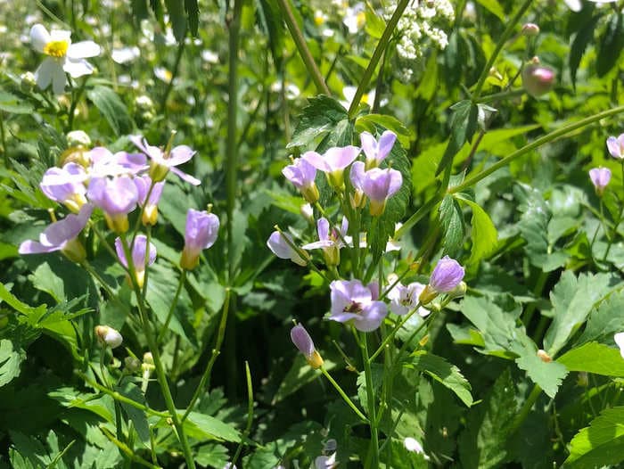 Scientists unravel the mystery behind new plant species found in the Swiss Alps, which only took 150 years to evolve