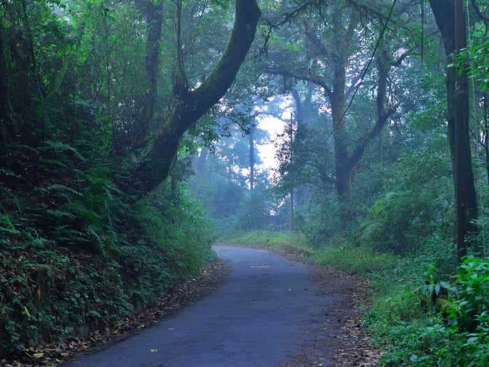 11 haunted forests around the world that will give you the chills