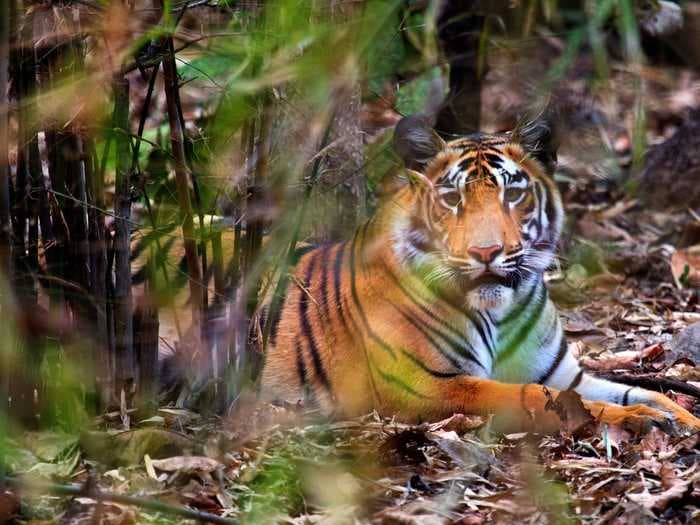 An 'intelligent' man-eating tiger that has killed its 8th victim in an Indian forest continues to evade the hunters sent to track it down