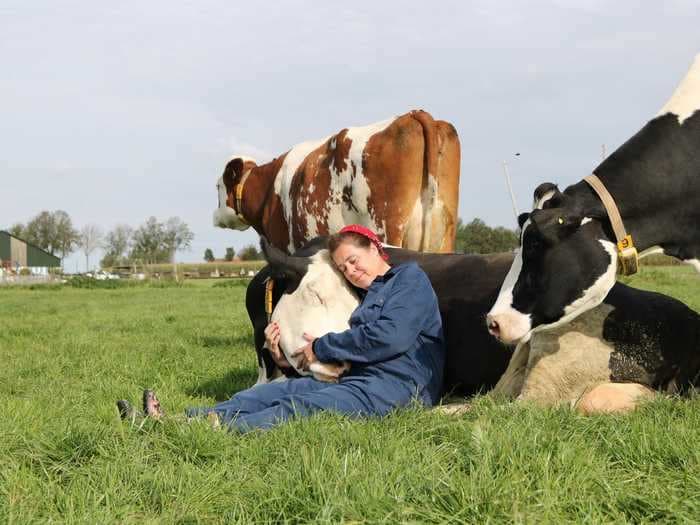 Cow hugging has emerged as the latest, global wellness trend to help reduce stress and increase positivity