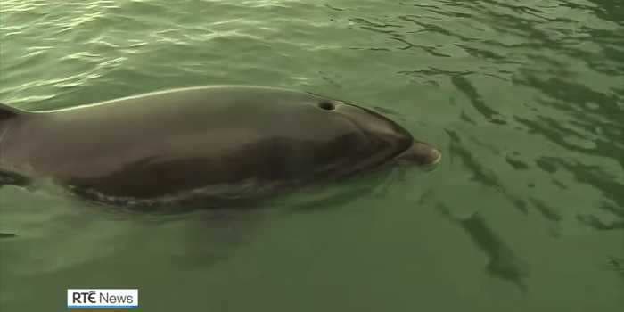 Ireland's beloved wild dolphin Fungie mysteriously vanished for more than a week, and people fear he may have died