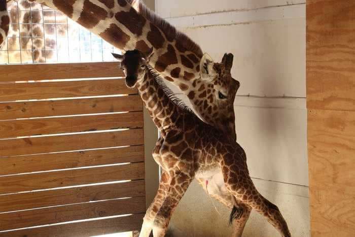 Azizi, the 1-1/2-year-old calf of famed April the Giraffe, has died