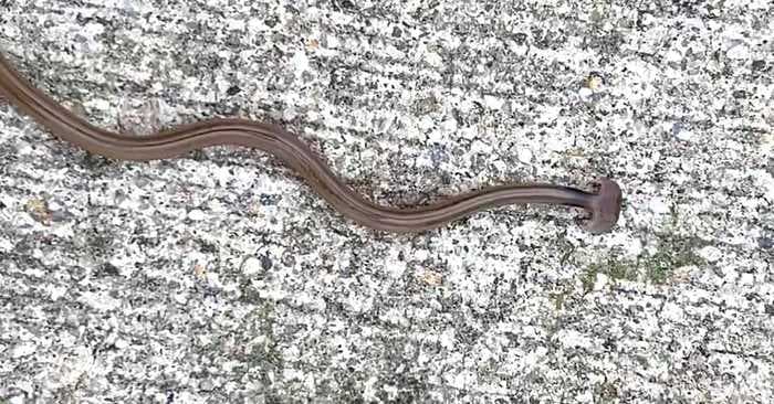 Virginia residents discovered a 'snake' that's actually a giant invasive worm and is nearly impossible to kill