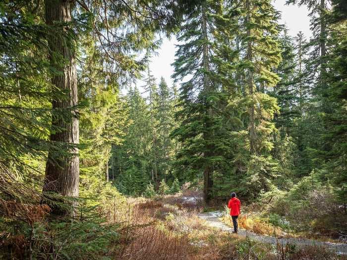 Jumping 'snake worms' are taking over US forests and that's bad news for other creepy crawlers