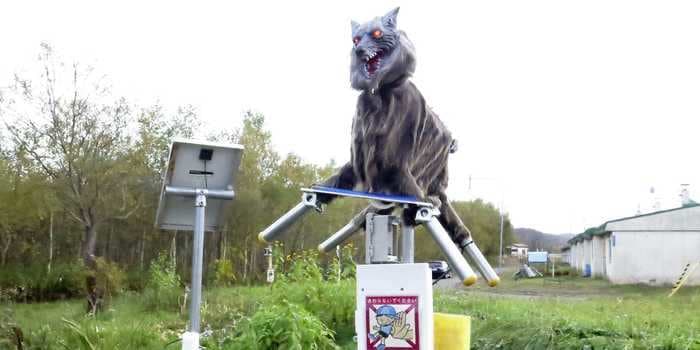 A Japanese town is using spooky, red-eyed robot wolves to scare away hungry bears roaming the streets