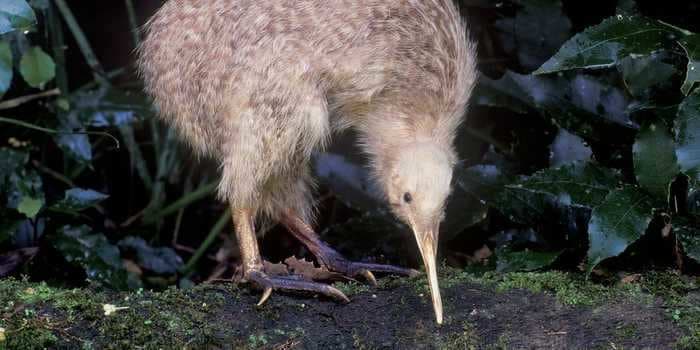 Officials found 1,500 fraudulent votes that rocked a New Zealand bird competition