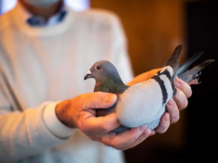 A racing pigeon was just sold at auction for a record $1.9 million