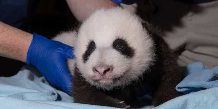 The National Zoo needs help naming their 12-week-old giant panda cub