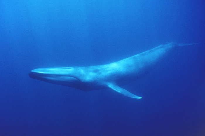 Blue whales are returning to a tiny island in the sub-Antarctic — 50 years after whaling in the region brought them to the brink of extinction