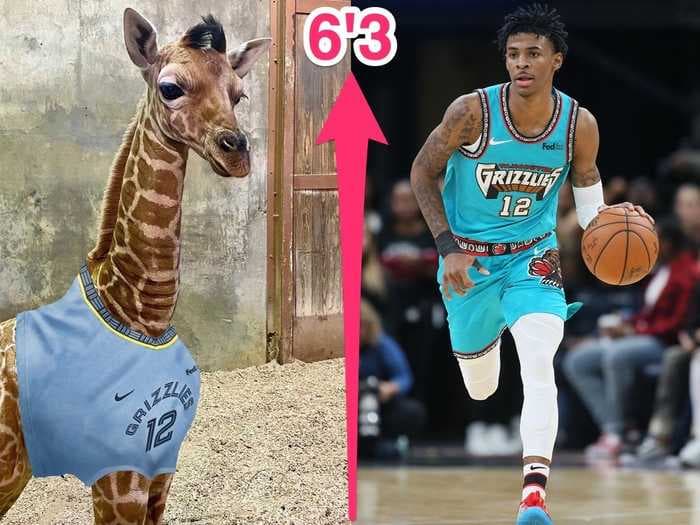 The Memphis Zoo named its baby giraffe 'Ja Raffe' in honor of Grizzlies star Ja Morant, and the star NBA player was pumped